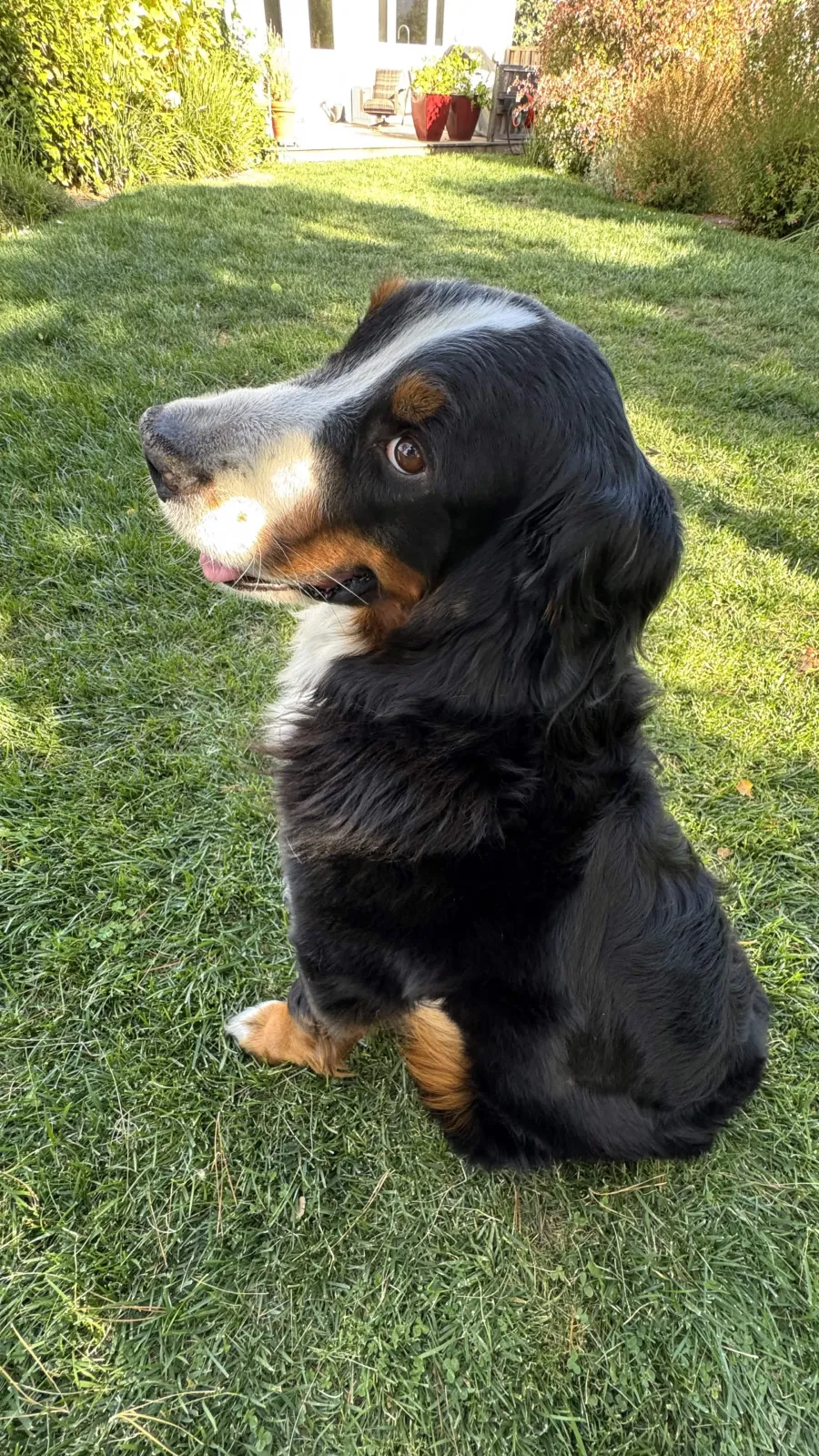 Bernese mountain dog looking back over its shoulder on a lawn