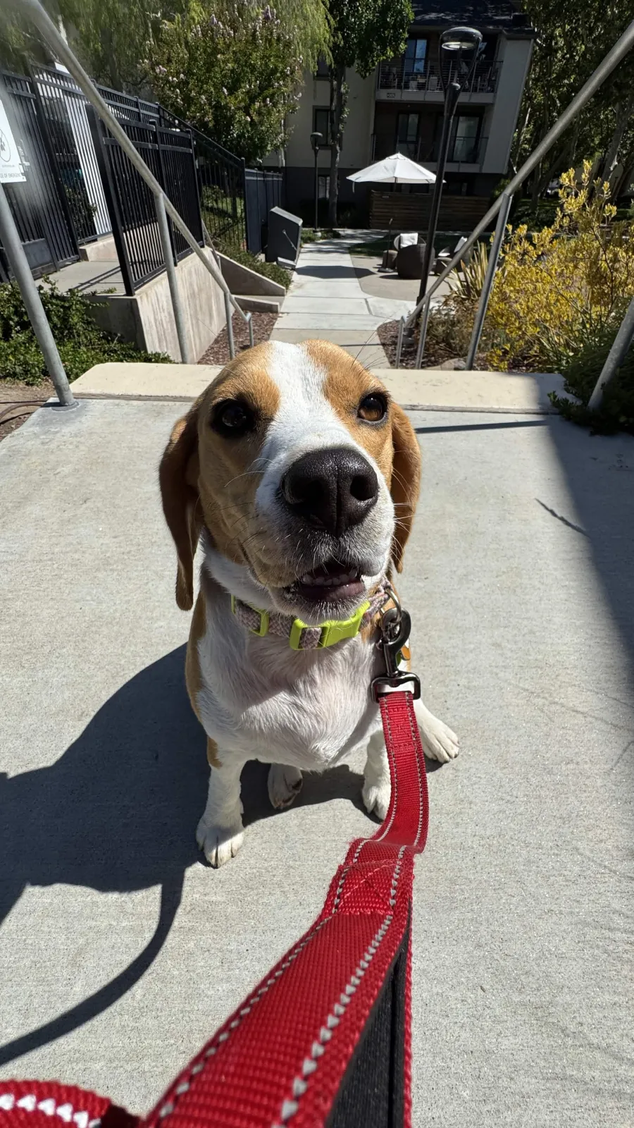 Beagle sitting on a path, looking up at the camera