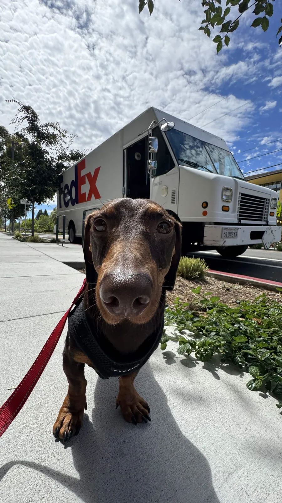Dachshund on a sidewalk in front of a delivery truck