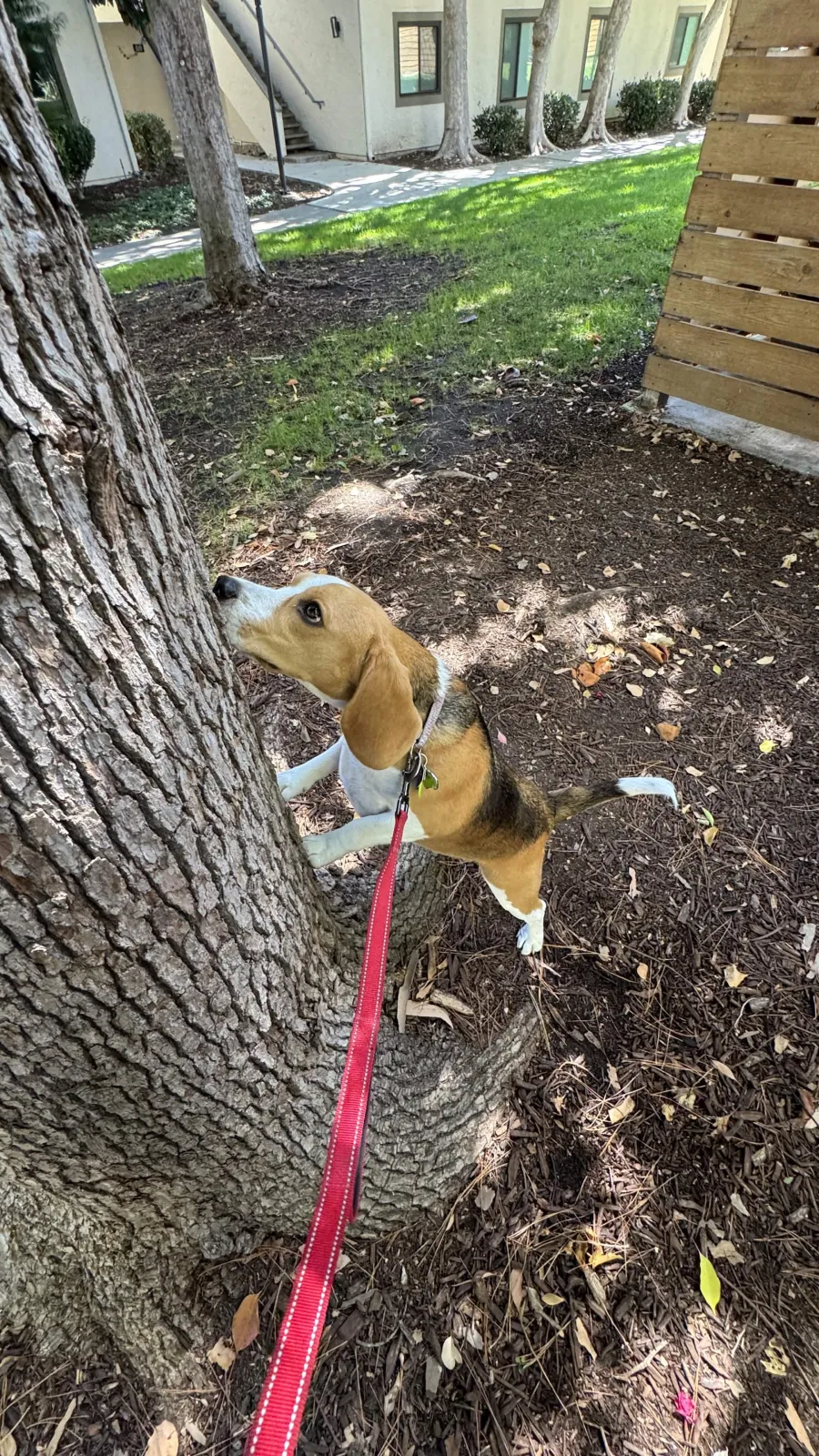 Beagle sniffing a tree trunk on a walk