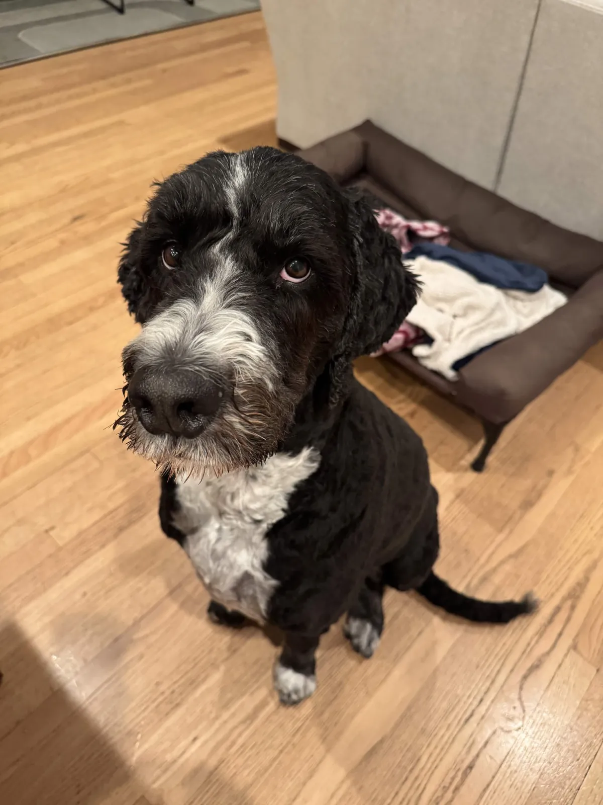 Black-and-white doodle sitting on a wood floor