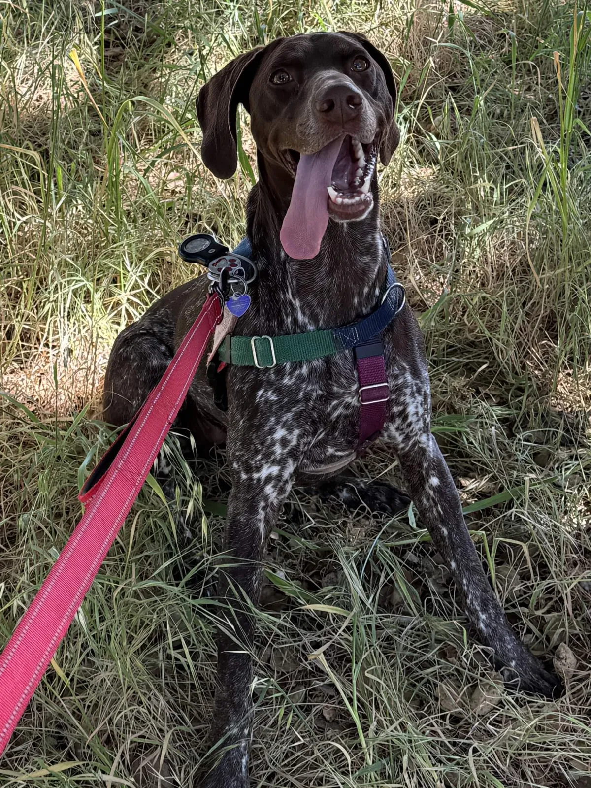 Pointer resting in tall grass on a walk