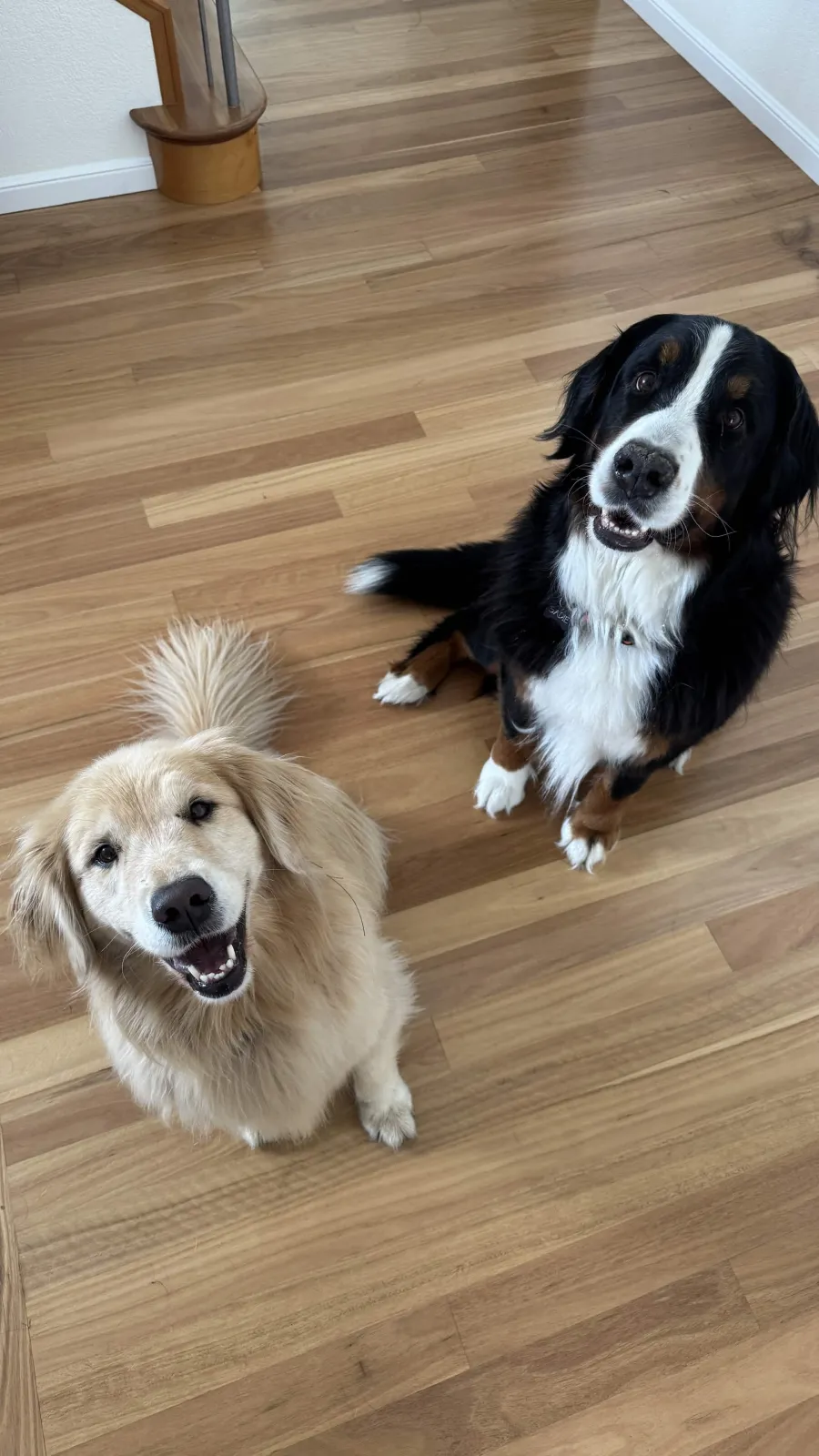 Golden retriever and Bernese mountain dog sitting on a wood floor